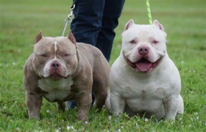 Are pocket pits aggressive?