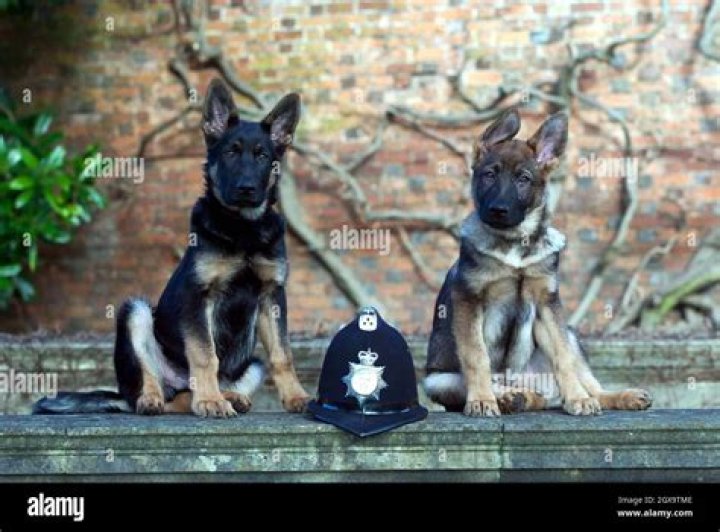 Are police dogs male or female?