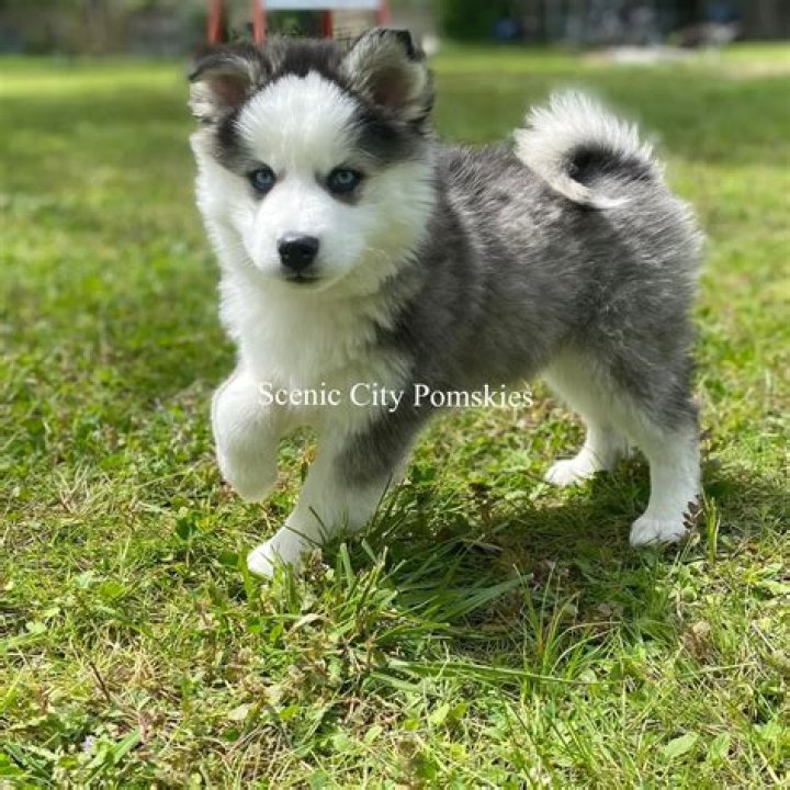 Are Pomskies high energy?