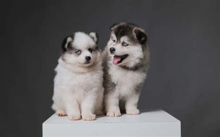 Are Pomsky well behaved?