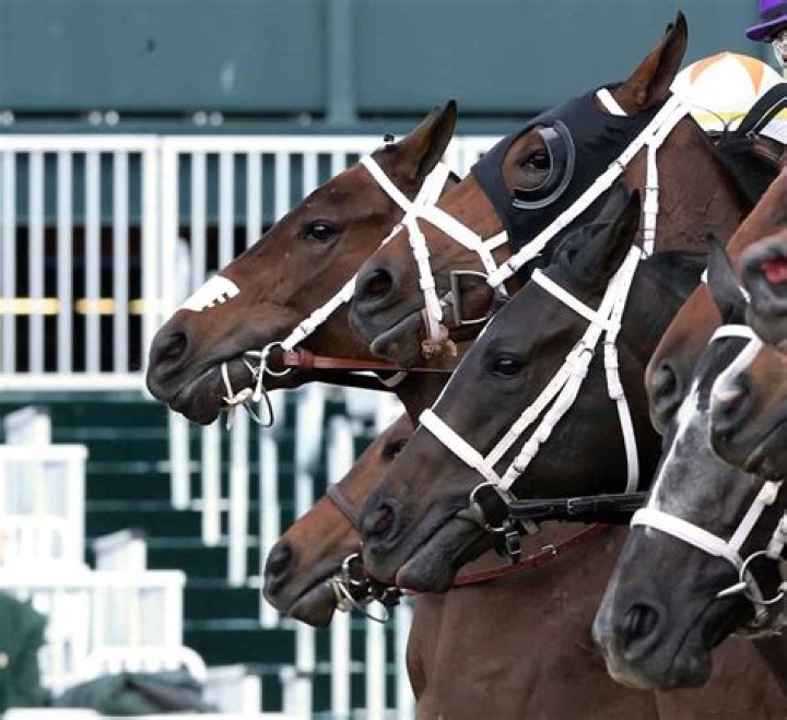 Are racehorses turned out?