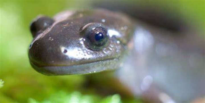 Are salamanders reptiles?