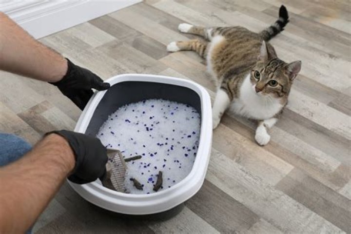 Are scented litters bad for cats?
