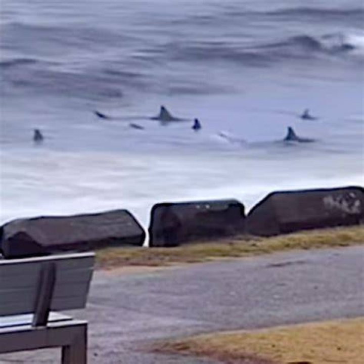 Are sharks attracted to black surfboards?