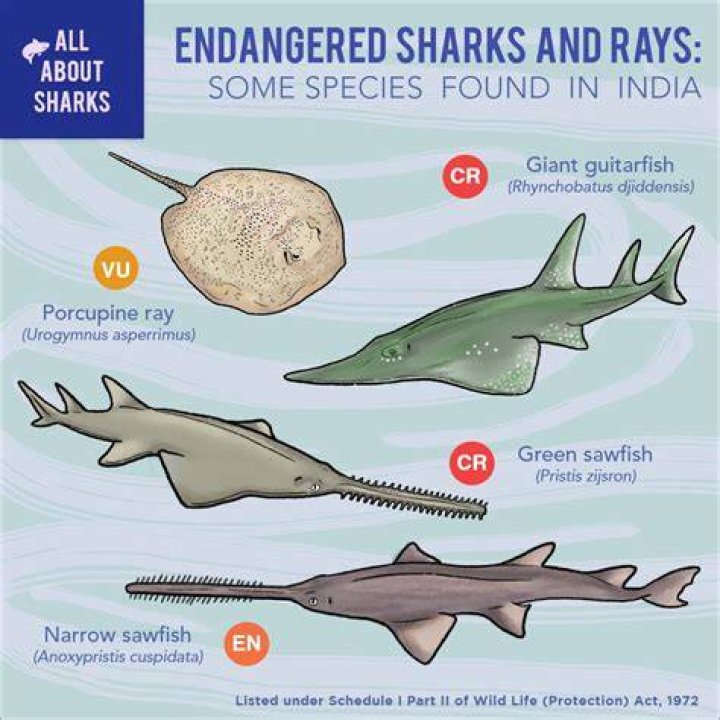 Are sharks endangered 2020?