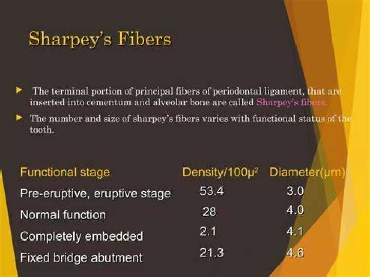 Are Sharpey's fibers tendons?