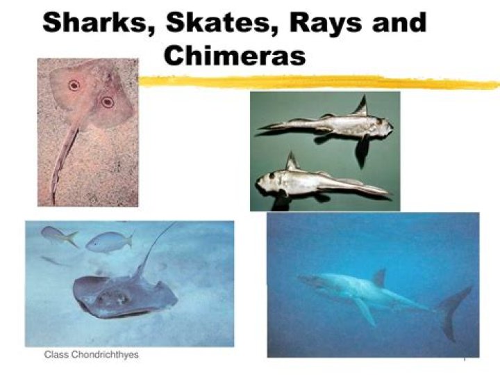 Are skates Chimaeras?