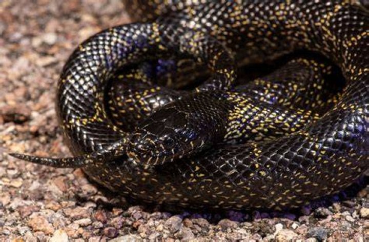 Are snakes shy?