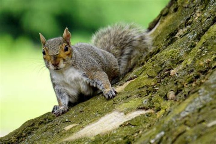 Are squirrels a pest?