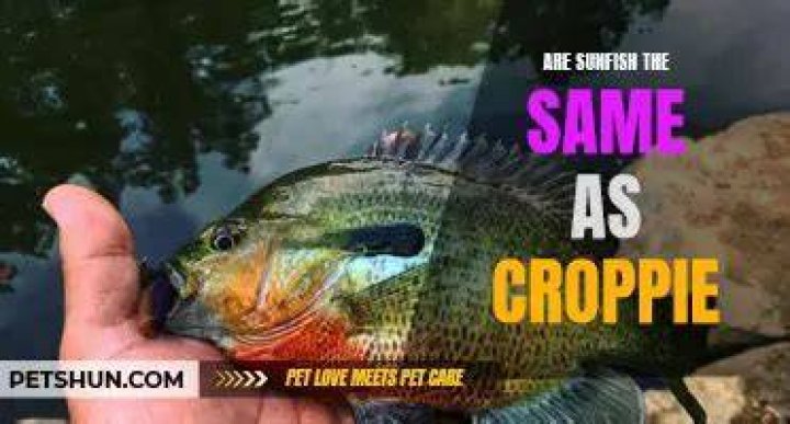 Are sunfish and crappie the same?