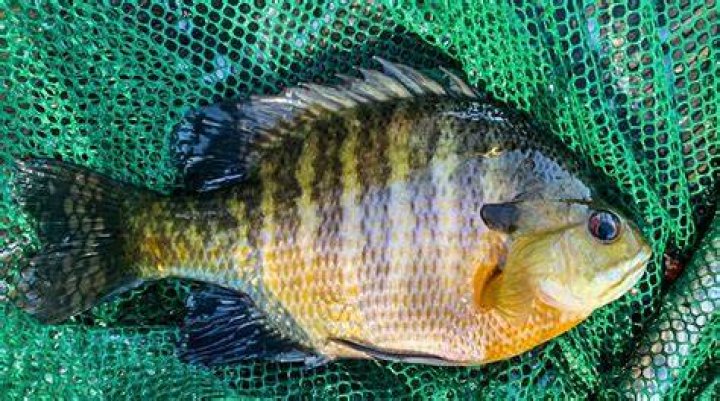 Are sunfish the same as bluegill?