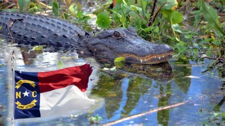 Are the Florida Gators in the NIT tournament?