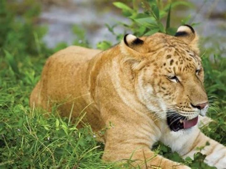 Are there any ligers alive?