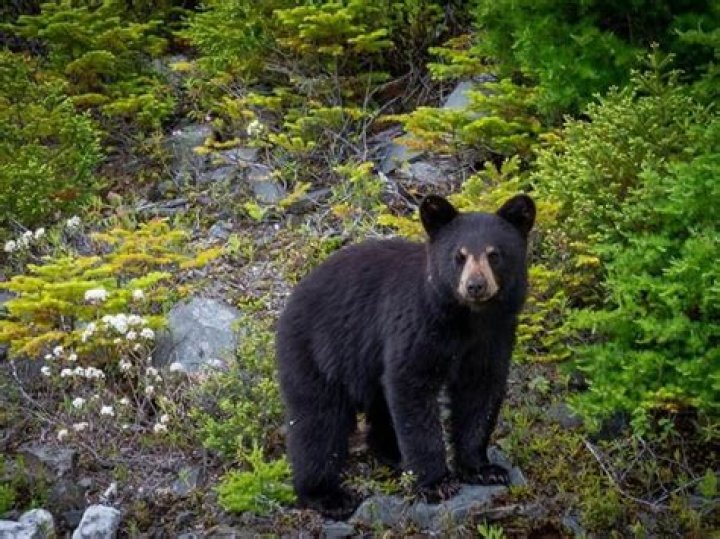 Are there bears in Logan Canyon?