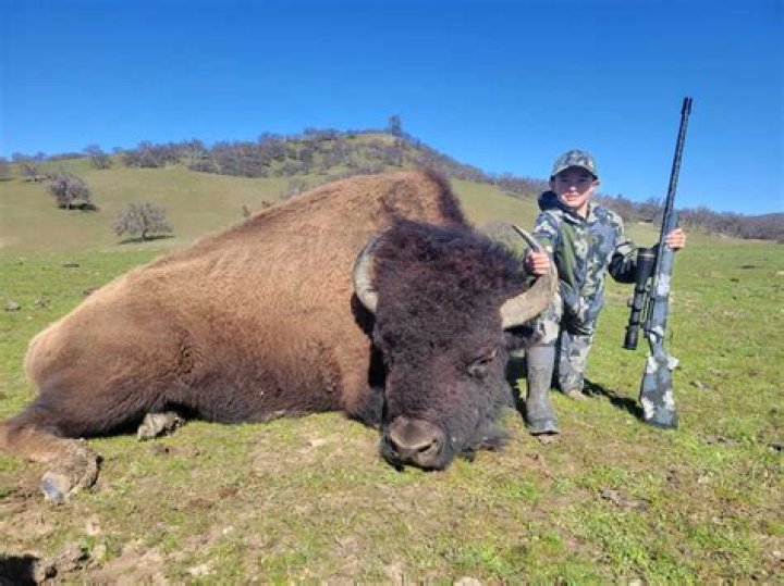 Are there bison in California?