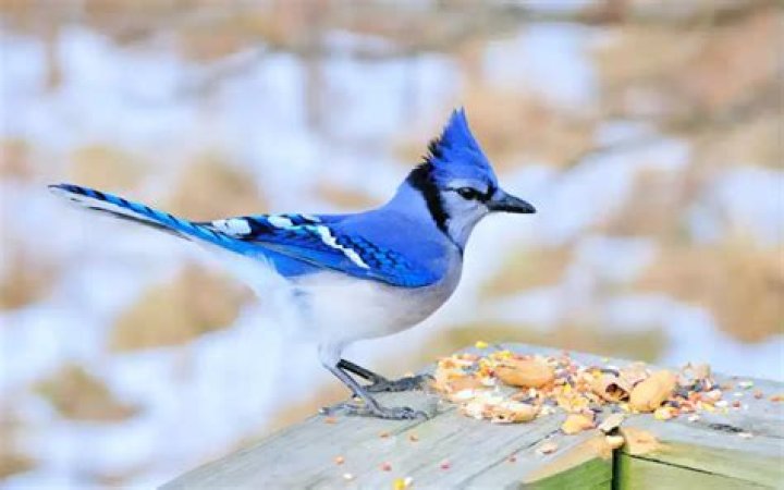 Are there Blue Jays in Arizona?