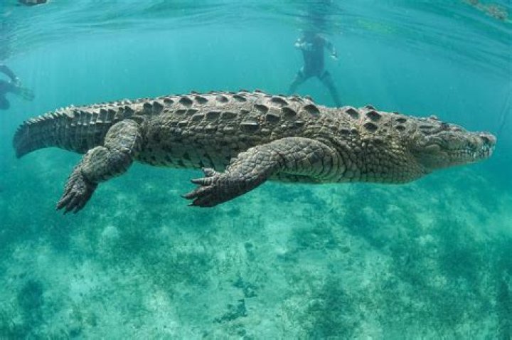 Are there crocodiles USA?