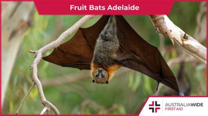 Are there fruit bats in the US?