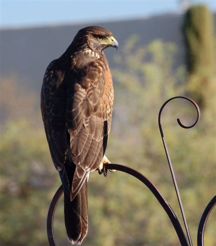 Are there golden eagles in Arizona?