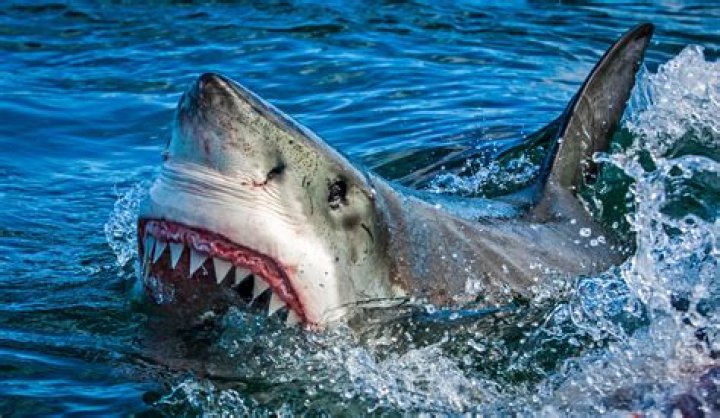 Are there great white sharks in Melbourne?