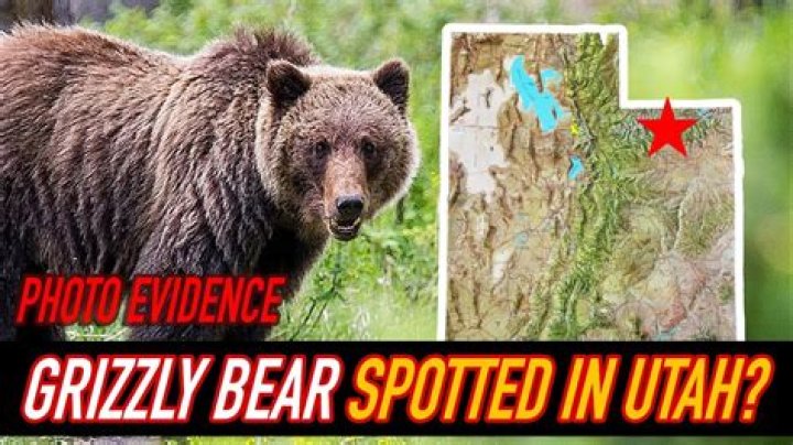 Are there grizzly bears in northern Utah?