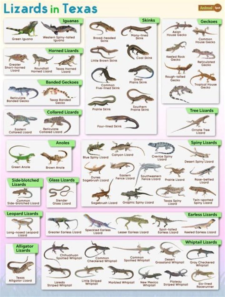 Are there lizards in Denver?