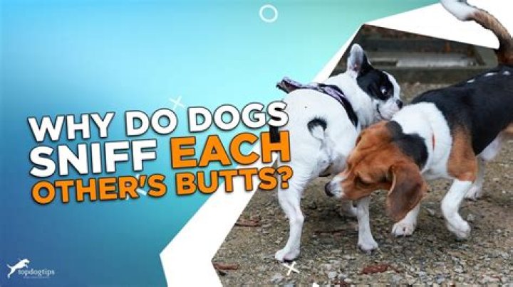Are there money sniffing dogs?