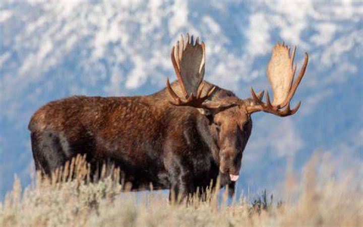 Are there moose in Oregon and Washington?