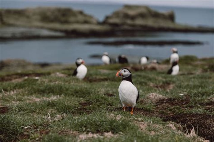 Are there puffins on the Isle of Arran?