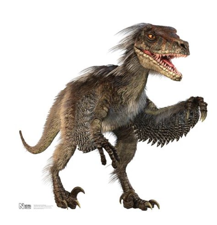 Are there raptors in Arizona?