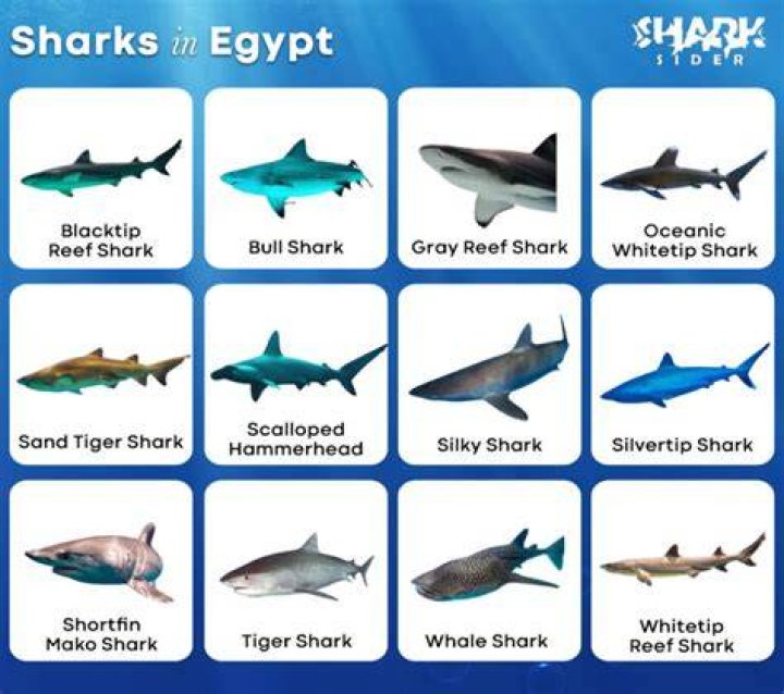 Are there sharks in Egypt?