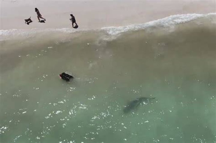 Are there sharks in Elwood Beach?