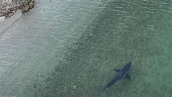 Are there sharks in the Hillsborough River?