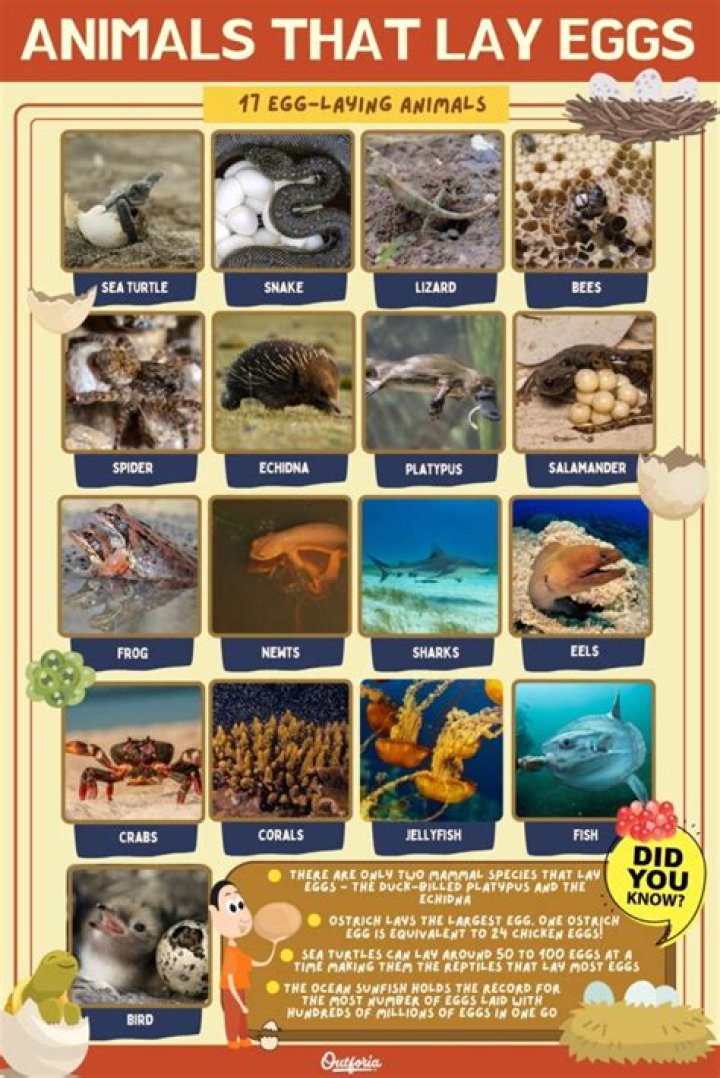 Are there sharks that lay eggs?