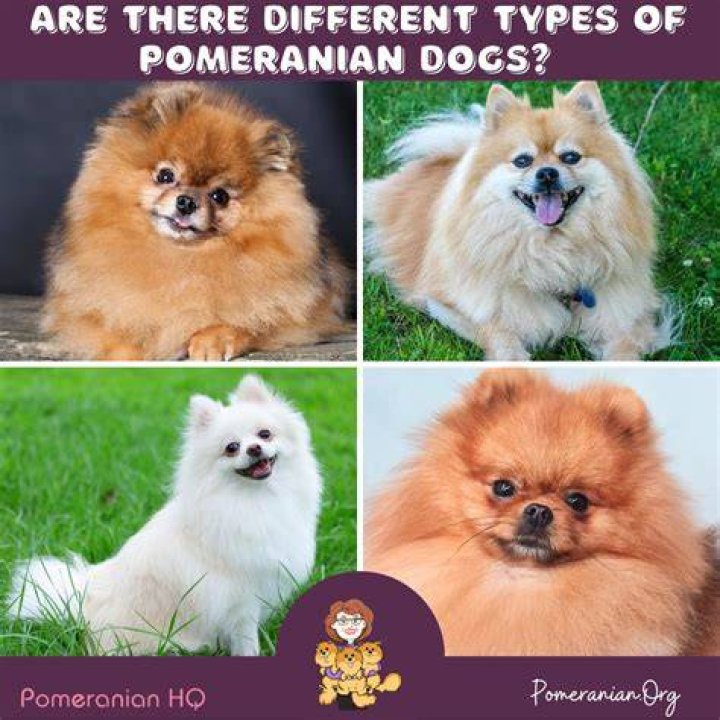 Are there two types of Pomeranians?