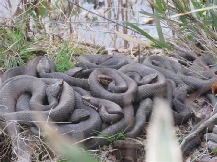 Are there water moccasins in Tampa Florida?