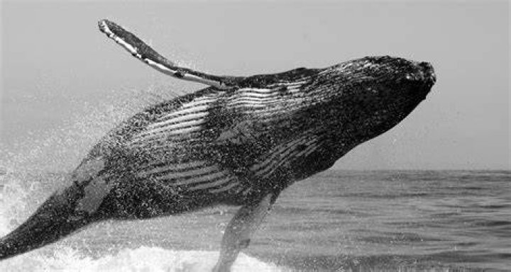 Are there whales in Dubai?