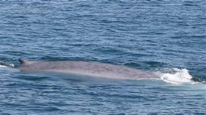 Are there whales in the Caspian Sea?