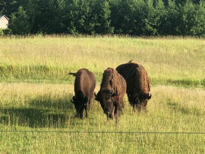 Are there wild bison in Michigan?
