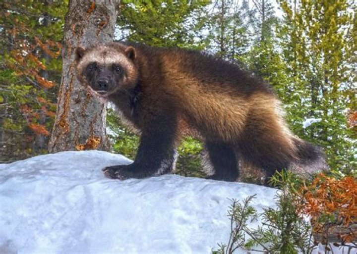 Are there Wolverines in Oregon?