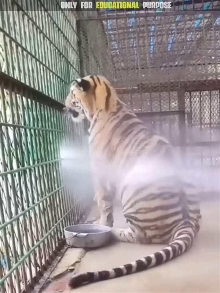 Are tigers afraid of water?