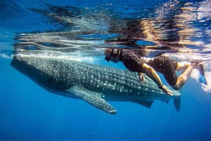 Are whale sharks friendly?