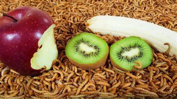 Are worms in fruits harmful?
