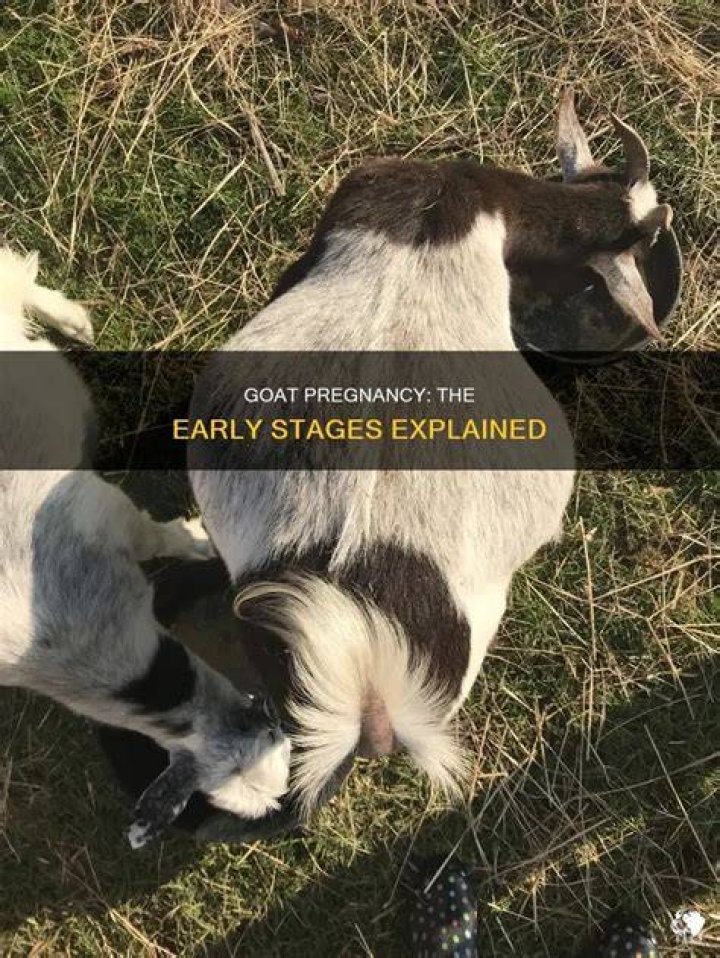 At what age can a pygmy goat get pregnant?