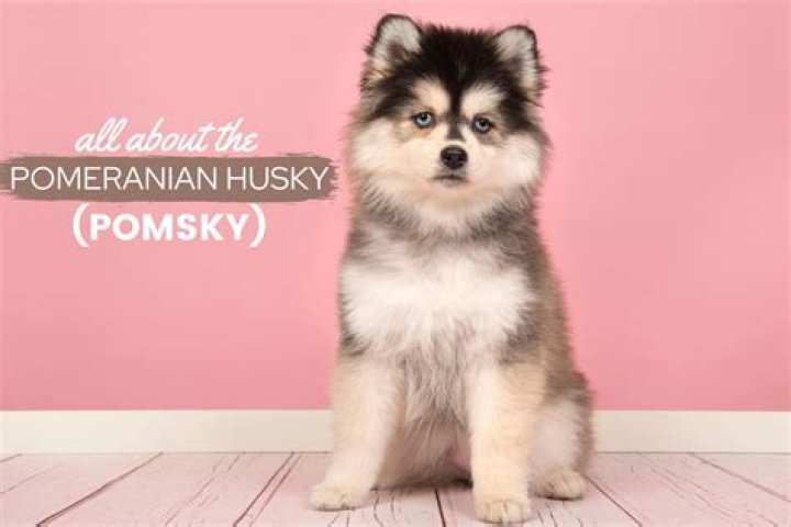 At what age is a Pomsky full grown?