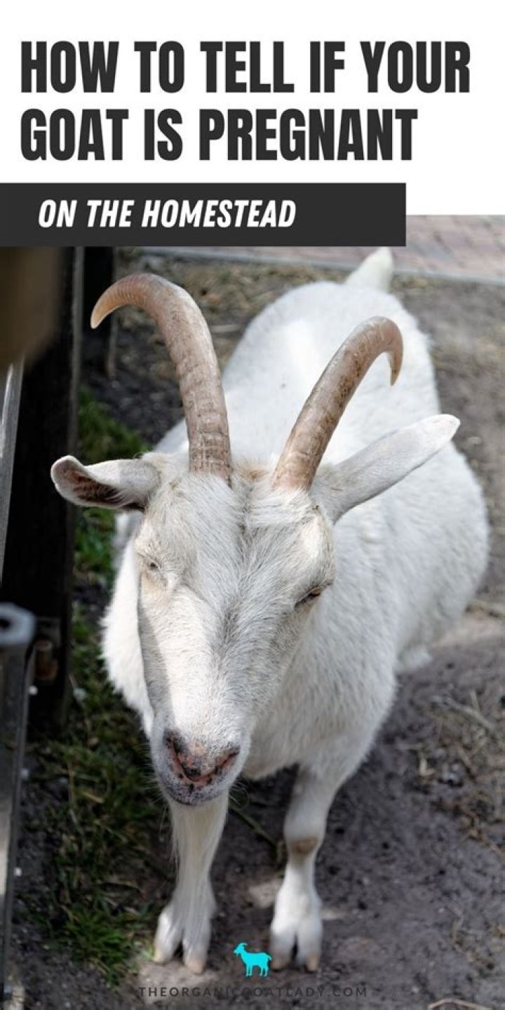 Can a 10 week old goat get pregnant?