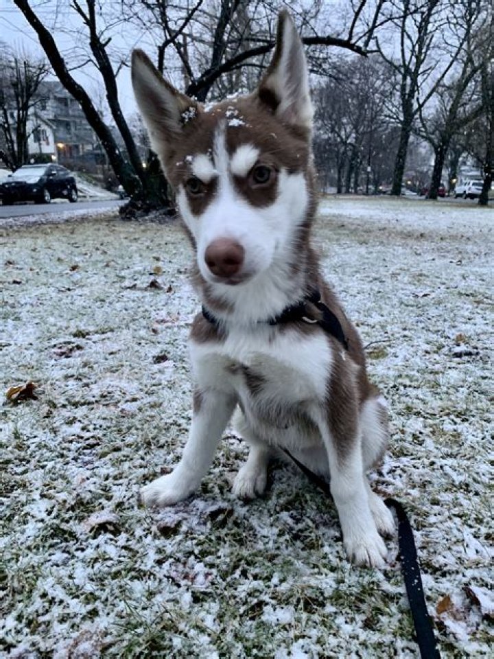 Can a 4 month old puppy be aggressive?