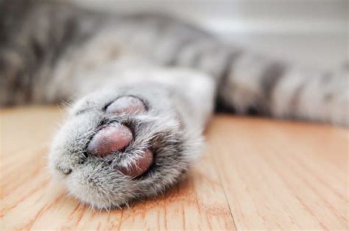 Can a cat's paw heal itself?