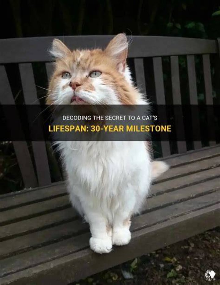 Can a cat live 30 years?