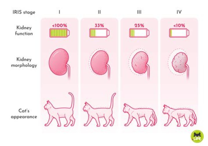 Can a cat survive hypothermia?